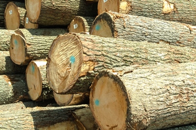 Wood Products for Sale (Saw Logs)