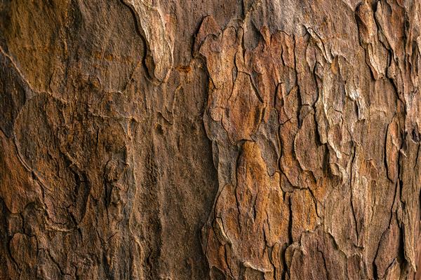 Bulk Wood Shavings for Sale from Wisconsin's forests